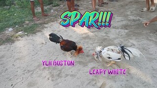 Yellow Legged Hatch x Boston VS Leapy White SPAR!!         JRP Gameyard