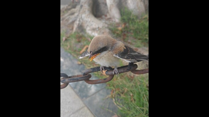 I also got the shrike
