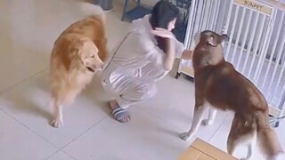 The husky was beaten, and the golden retriever was gloating on the sidelines, so he just had to sing