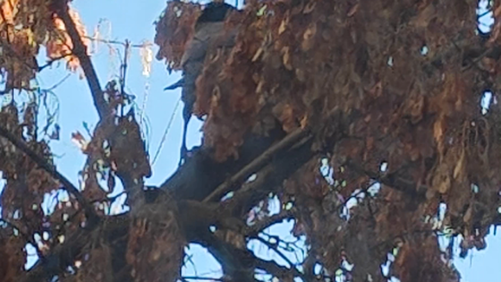 A local Russian cat starts squawking at a local Russian crow right in front of me—usually, this kind