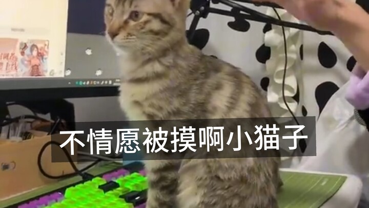 Yo yo yo, kok enggak mau banget digelendotin nih kucing kecil?
