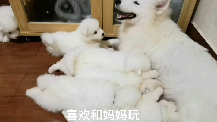 Bu Bao’s little one is about to steal the spotlight!