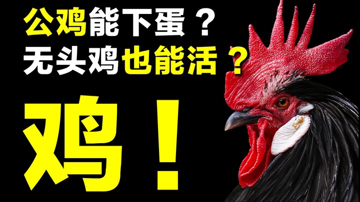 [Unraveling the Mystery] Can a Rooster Lay Eggs? Can a Headless Chicken Survive? Are You Sure This I