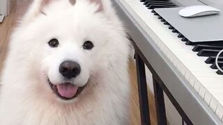 Sau khi xem video này, bạn còn muốn nuôi Samoyed không?