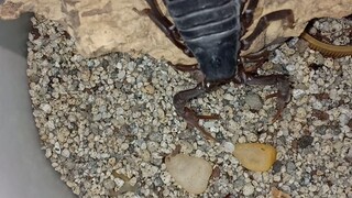 Parabuthus transvaalicus short feeding clip. 🦂