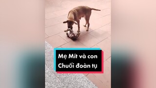 Trả lời  2 mẹ con gặp nhau đc 1 buổi. E Chuối lại về Bắc Ninh rồi. cunyeucuadua chó chócon chókhôn chócute