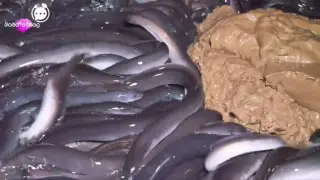 Korean foods - Eel farm processing and cooking