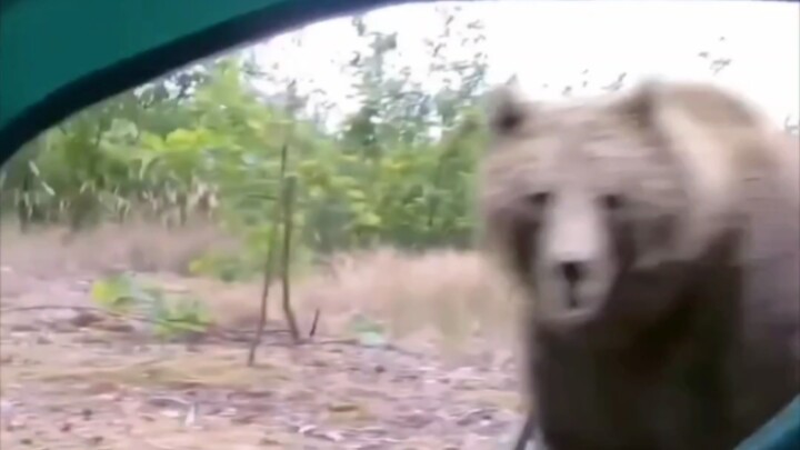 Outdoor camping: What should you do if you open your tent and find a bear outside?