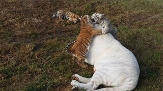 Having four tiger cubs, Ginger perfectly demonstrates how to be a patient mom🤣