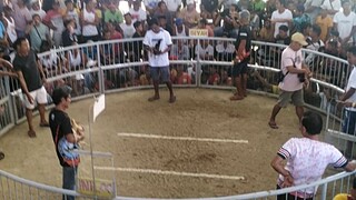5 stag derby champion