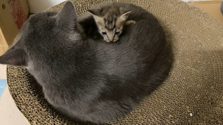 Menemukan kucing macan tutul dan merawat British Shorthair (•́₃•̀)