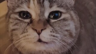 回家迟了，猫饿哭了