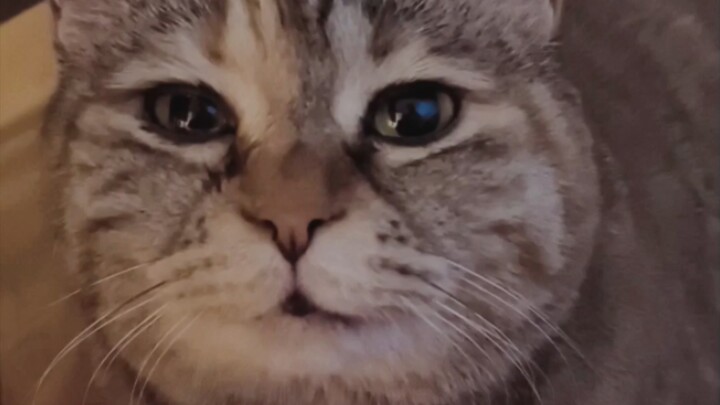 回家迟了，猫饿哭了