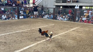5 Stag @VARGAS COLOSSEUM (WWLWW)