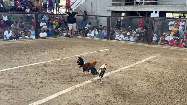 5 Stag @VARGAS COLOSSEUM (WWLWW)