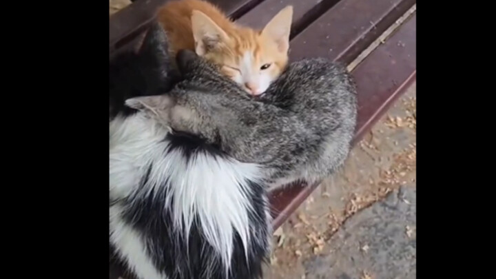 Three little kittens sleeping cuddled together on a park bench ❤️