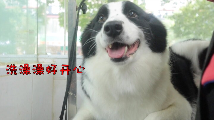 บอร์เดอร์คอลลีที่ไม่ได้อาบน้ำมาหนึ่งเดือน ยิ้มตลอดเวลาตอนอาบน้ำ น่ารักสุดๆ!