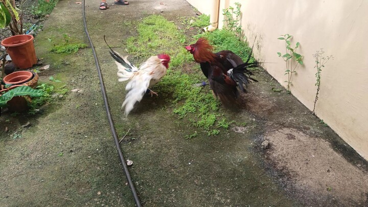 Leiper Grey x White Kelso (JRP White) VS McLean Hatch