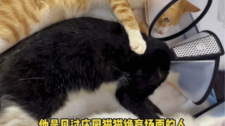 Bicara soal lokasi sterilisasi kucing jalanan, Klub Qiqi pasti nomor dua; tak ada yang berani ngaku 