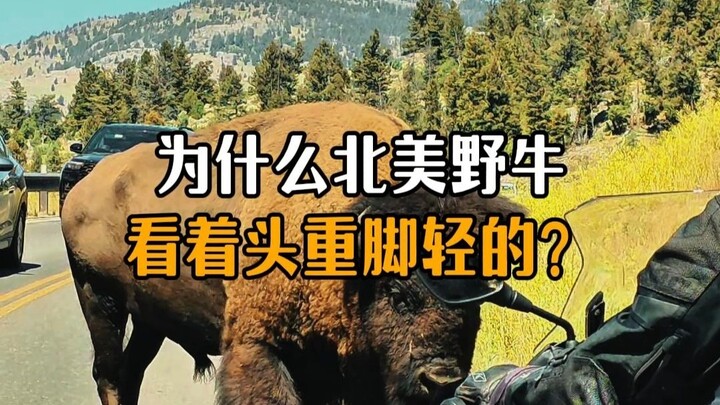 Why Do North American Bison Look Top-Heavy?