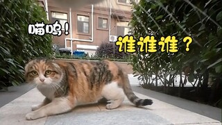 Meong, hari ini Guru Meong sedang "mengunjungi kerabat dan teman", siapa bilang aku tidak punya tema