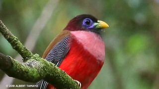 Philippine trogon (Harpactes ardens)