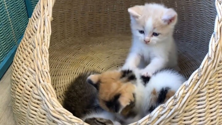 Khi không có mèo mẹ Susie có mọi thứ :3