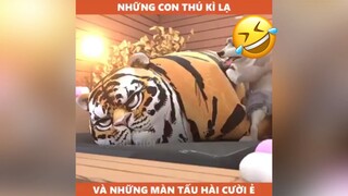Những động vật tấu hài