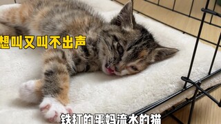 你们猜猜我给它起了个什么名儿？提示：大爷送来的猫。