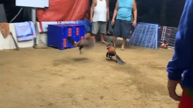 4 selection for 8 UGBOD STAG DERBY @ NAC BOGO NOV 8,2025