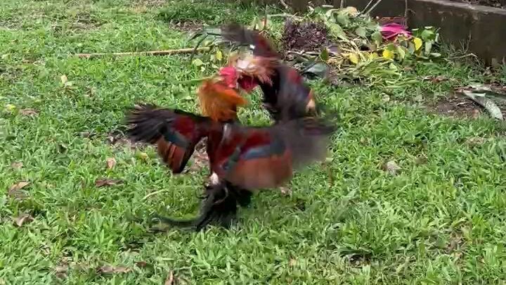 escolin boston vs 5k sweater