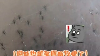 蜘蛛：告诉俺妈，俺不是孬种