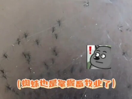 Nhện: Nói với mẹ tôi đi, tôi không phải kẻ hèn nhát