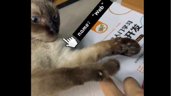 يا أصحاب زيت السمك الذين لديهم قطط: اختبروا نظرية “مخلب القط في الأعلى”!