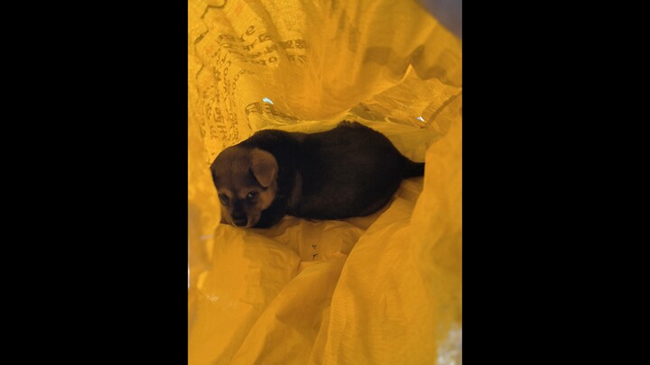 ฉันก็เป็นคนมีน้องหมาแล้วนะ