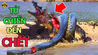 🔴 Những Trận Tử Chiến "1 ĐỔI 1" Điên Rồ Và Kịch Tính Nhất Trong Thế Giới Động Vật P2