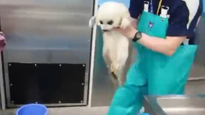 Chú hải cẩu nhỏ lần đầu tiên xuống nước