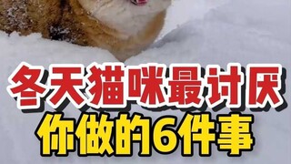Six things your cat hates most in winter