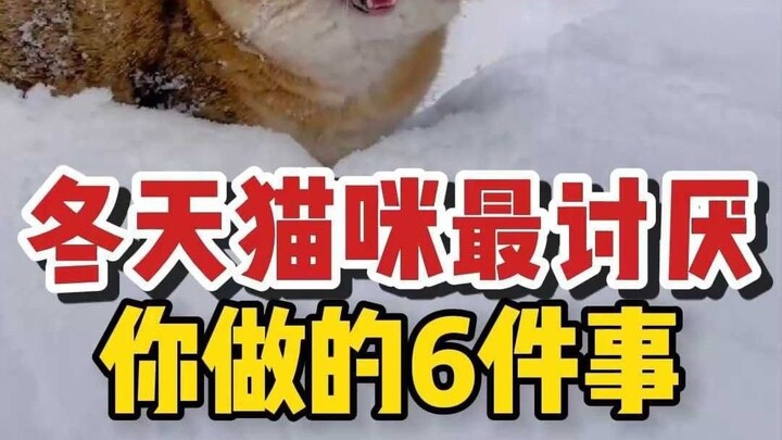 Enam hal yang paling dibenci kucing Anda di musim dingin