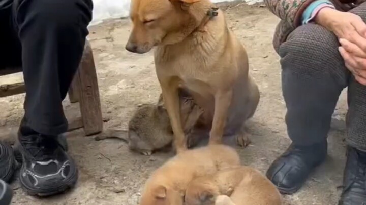 Đang ngủ à, cún con? Nhà mày bị trộm hết rồi!