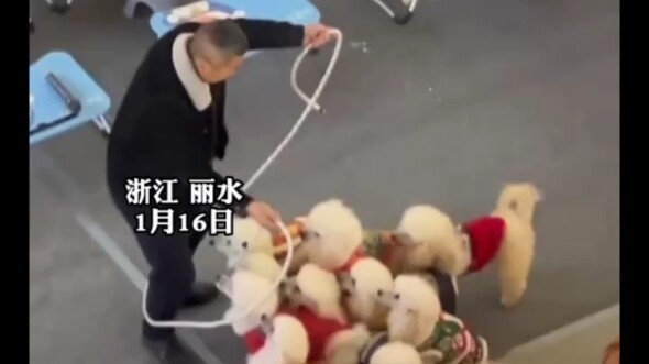 Chàng trai cùng chú cún bông nhảy dây, phối hợp ăn ý đến mức đáng yêu hết nấc!