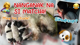 MY SHIH TZU GIVING BIRTH! PAANO MAGPAANAK NG SHIH TZU