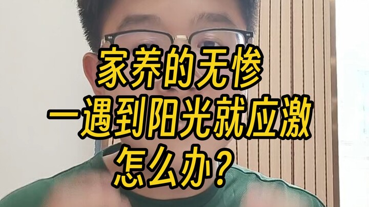 What should you do if your pet Kibutsuji panics as soon as it’s exposed to sunlight?
