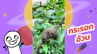 กระรอกอ้วน