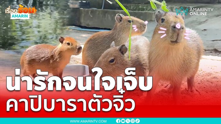 น่ารักจนใจเจ็บ! 3 สมาชิกใหม่เขาเขียว ลูก "คาปิบารา" หนูยักษ์หน้านิ่ง | เรื่องร้อนอมรินทร์