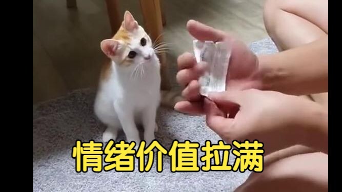 Cats Believe in Magic