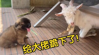 当社牛小狗第一次见到羊，看看是什么反应？