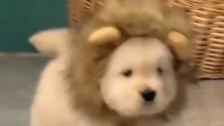 If cuteness had a score, the little golden retriever would definitely get 100 points!!