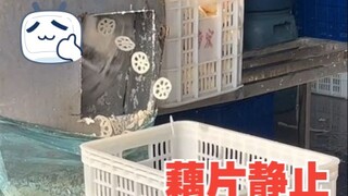 Why are the lotus root slices in the video still?