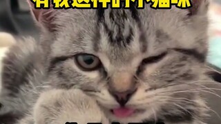 Memperbaiki kucing: Kamu bahkan tidak bisa menyelesaikan ini?